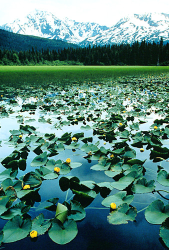 Lilypads in Kenai Lake