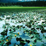 Lilypads in Kenai Lake