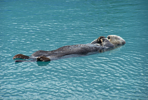 Snoozing Sea Otter