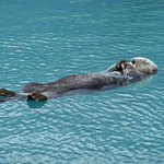 Snoozing Sea Otter