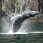 Breaching Humpback Whale Putting on a Show