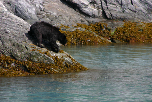 Curious Black Bear on the Rocky Shore