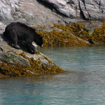 Curious Black Bear on the Rocky Shore