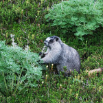 Marmot Eating Lupine Seeds