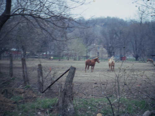 Horses graze in a field along the Meeting of the Great Rivers Scenic Byway.