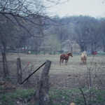 Horses graze in a field along the Meeting of the Great Rivers Scenic Byway.