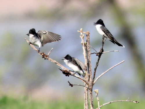 Chattering Eastern Kingbirds