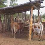 Longhorn cattle were important to early settlers