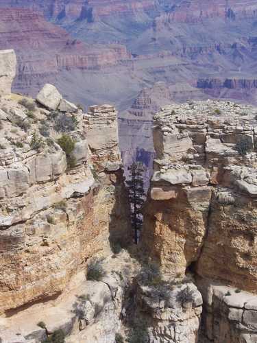 Higher than the Tree Tops on the Grand Canyon