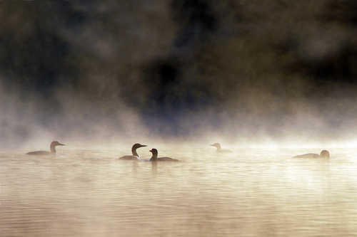 Early Birds on  Big Elbow Lake