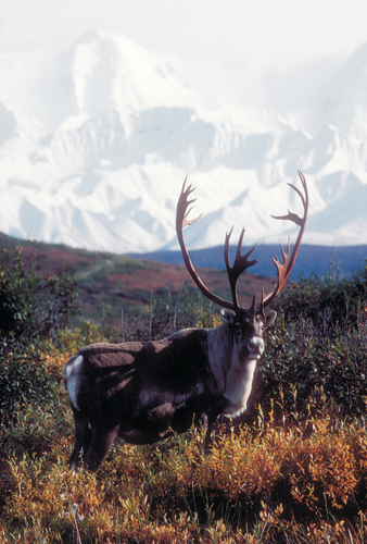 Caribou in Denali National Park and Preserve