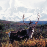 Caribou in Denali National Park and Preserve