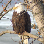 Bald Eagle at the Alaska Chilkat Bald Eagle Preserve