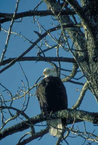 Bald Eagle at Kootenai National Wildlife Refuge