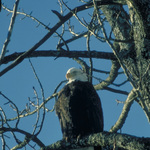 Bald Eagle at Kootenai National Wildlife Refuge