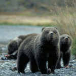 Bear Cubs in Spring