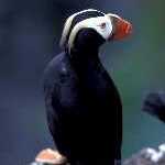 Classic Tufted Puffin