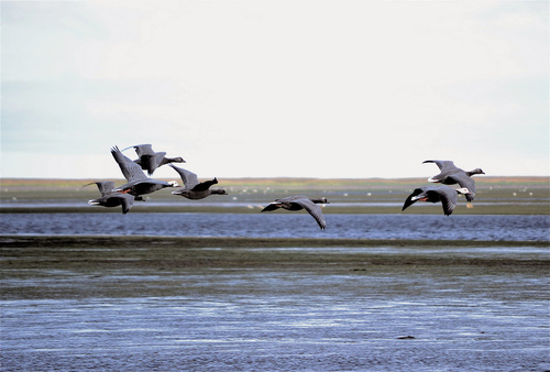 Geese Flying over Izembek Lagoon
