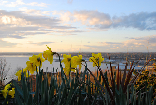 Bellingham and Daffodils