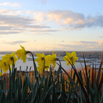 Bellingham and Daffodils