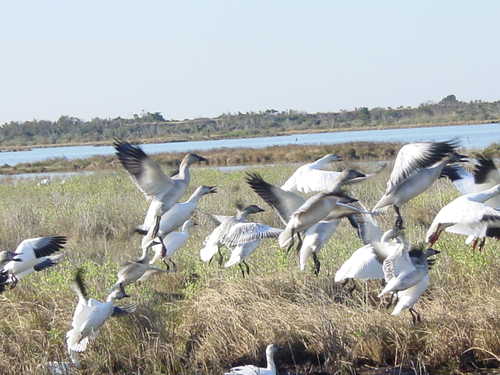 Snow Geese at Pea Island