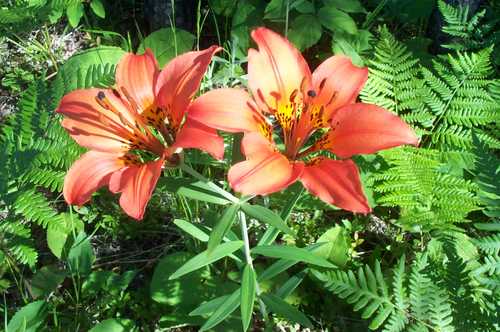 Magnetic Rock Trail Wood Lily