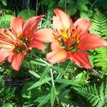 Magnetic Rock Trail Wood Lily