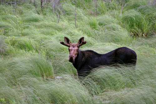 Bull Moose Standing in Tall Grass