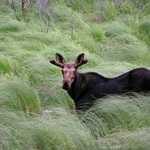 Bull Moose Standing in Tall Grass