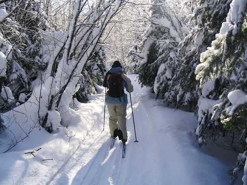 Cross-Country Skier on a Gunflint Trail Ski Trail