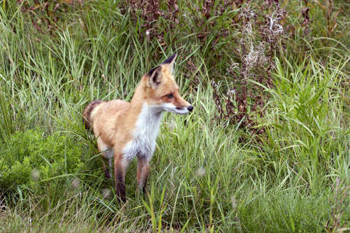 Alert Fox in Grass on Gunflint Trail