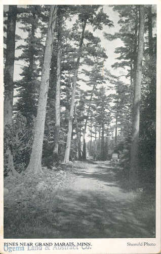 Historic Old Growth Eastern White Pine
