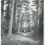 Historic Old Growth Eastern White Pine