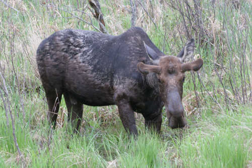 Moose in Swamp on Gunflint Trail