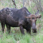 Moose in Swamp on Gunflint Trail