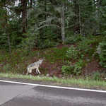 Timber Wolf on the Gunflint Trail