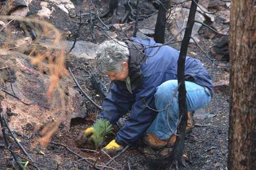 Planting Trees During Gunflint Green Up