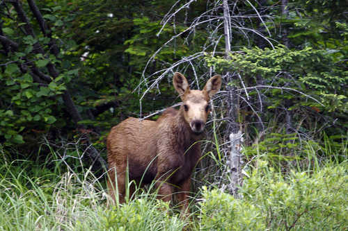 Moose Calf on the Gunflint Trail