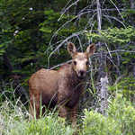 Moose Calf on the Gunflint Trail