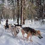 Dogsledding in the Gunflint Trail Area