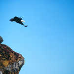 A Bald Eagle Takes Flight over the Strait of Juan de Fuca