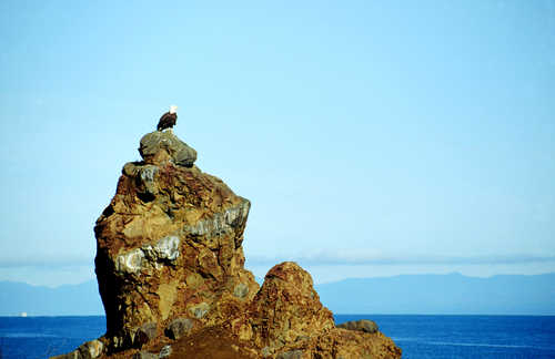 A Bald Eagle Perches on a Rock in the Strait of Juan de Fuca