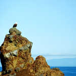 A Bald Eagle Perches on a Rock in the Strait of Juan de Fuca