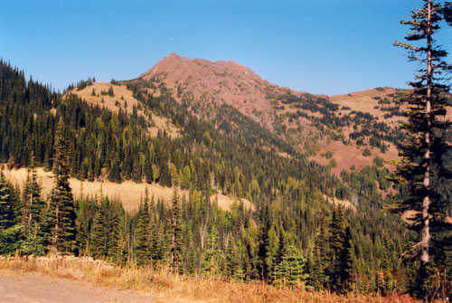 A Scattering of Trees on the Way to Hurricane Ridge