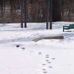 Snowy Footprints in Les Arends Park
