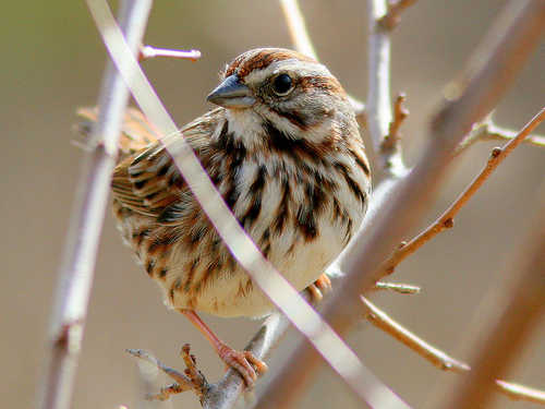 Song Sparrow in Branches