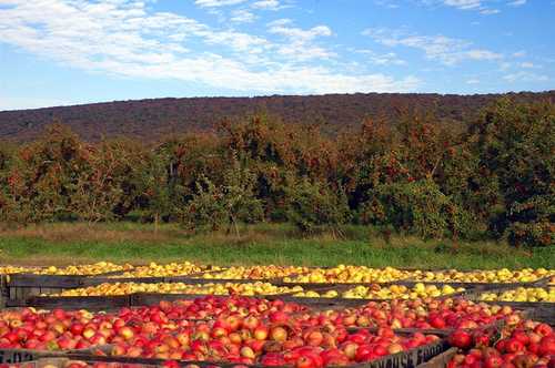Eastern Panhandle Orchards