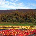 Eastern Panhandle Orchards