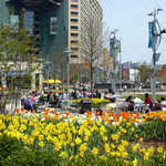 Daffodils in Downtown Detroit