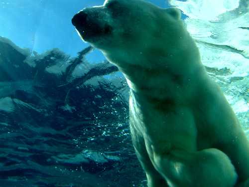 Polar Bear Closeup